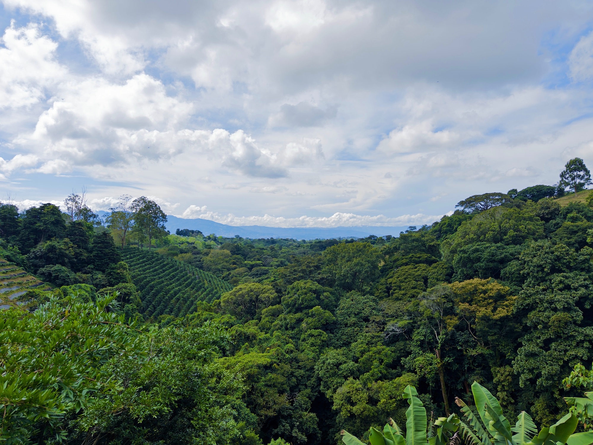 Panoramic view of the Starbucks Hacienda Alsacia coffee farm in Alajuela, Costa Rica. Dense tropical vegetation covers rolling hills, with rows of coffee plants visible on terraced slopes. Layers of g