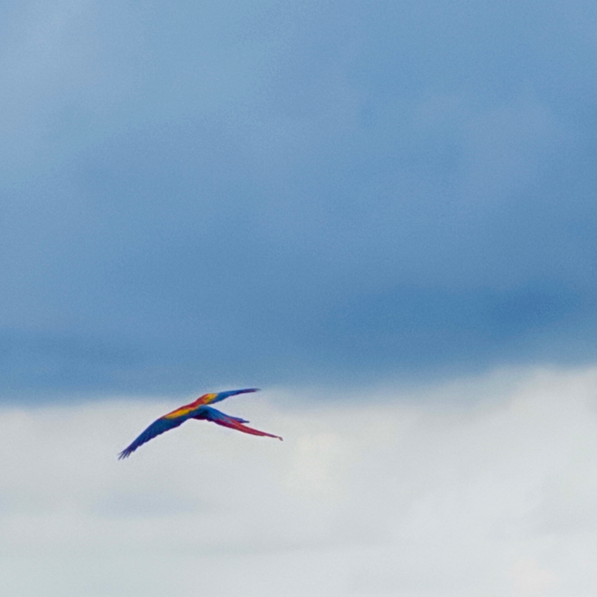 a scarlet macaw flying mid-air with wings spread, displaying vibrant red, yellow, and blue feathers against a soft blue sky